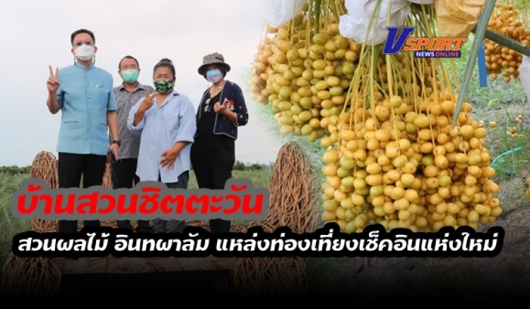 กำแพงเพชร-สาวใหญ่ขายหมูสดหันมาปลูก อินทผาลัม พร้อมทำที่ เช็คอินให้ลูกค้ามาเที่ยวสุดฟิน 