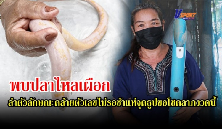 กำแพงเพชร-ชาวบ้านฮือ ! พบปลาไหลเผือกลำตัวลักษณะคล้ายตัวเลข ไม่รอช้าแห่จุดธูปขอโชคลาภงวดนี้