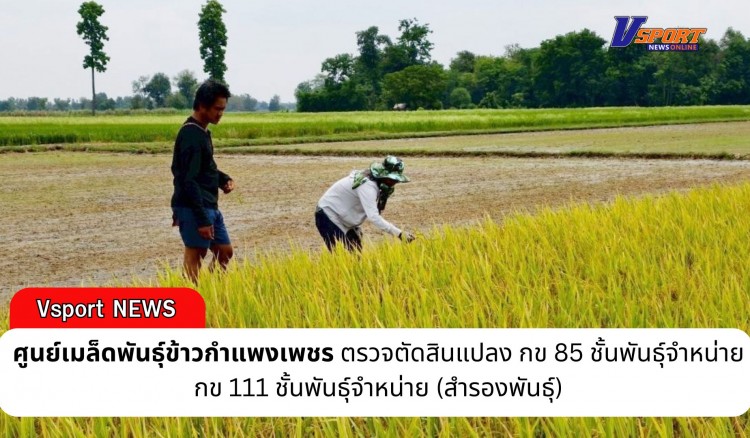 กำแพงเพชร-ศูนย์เมล็ดพันธุ์กำแพงเพชร ตรวจตัดสินแปลง กข 85 ชั้นพันธุ์จำหน่าย กข 111 ชั้นพันธุ์จำหน่าย (สำรองพันธุ์)