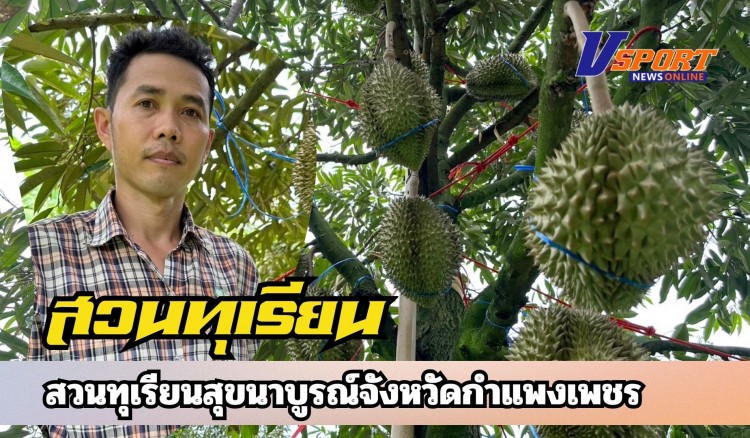 กำแพงเพชร-สวนทุเรียนสุขนาบูรณ์ กำแพงเพชร จัดโปรโมชั่นพิเศษสำหรับสัปดาห์นี้ ทุเรียนหมอนทอง หน้าสวนขายกิโลกรัมละ 109 บาท ถึง 119 บาท