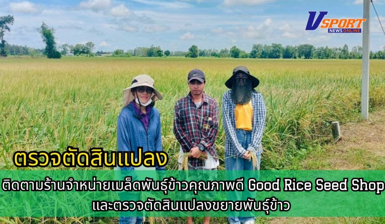 กำแพงเพชร-ศูนย์เมล็ดพันธุ์ข้าวกำแพงเพชร ติดตามร้านจำหน่ายเมล็ดพันธุ์ข้าวคุณภาพดี Good Rice Seed Shop และตรวจตัดสินแปลงขยายพันธุ์ข้าว กข 85 