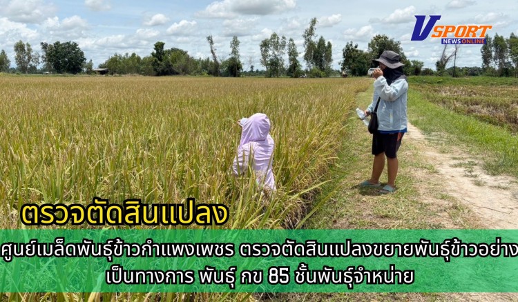 กำแพงเพชร-ศูนย์เมล็ดพันธุ์ข้าวกำแพงเพชร ตรวจตัดสินแปลงขยายพันธุ์ข้าวอย่างเป็นทางการ พันธุ์ กข 85 ชั้นพันธุ์จำหน่าย