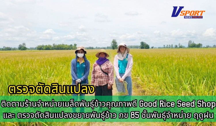 กำแพงเพชร-ศูนย์เมล็ดพันธุ์ข้าวกำแพงเพชร ติดตามร้านจำหน่ายเมล็ดพันธุ์ข้าวคุณภาพดี Good Rice Seed Shop และ ตรวจตัดสินแปลงขยายพันธุ์ข้าว กข 85 ชั้นพันธุ์จำหน่าย ฤดูฝน