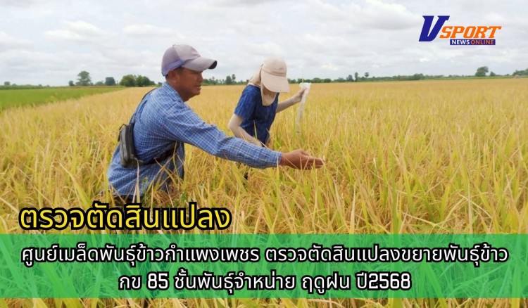 กำแพงเพชร-ศูนย์เมล็ดพันธุ์ข้าวกำแพงเพชร ตรวจตัดสินแปลงขยายพันธุ์ข้าว กข85 ชั้นพันธุ์จำหน่าย ฤดูฝน ปี2568