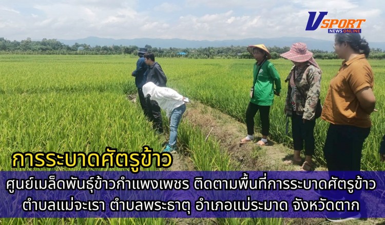 กำแพงเพชร-ศูนย์เมล็ดพันธุ์ข้าวกำแพงเพชร ติดตามพื้นที่การระบาดศัตรูข้าว ตำบลแม่จะเรา ตำบลพระธาตุ อำเภอแม่ระมาด จังหวัดตาก