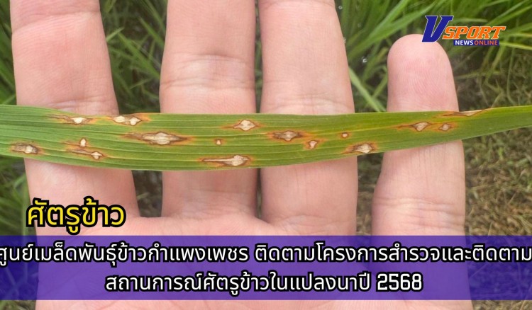 กำแพงเพชร-ศูนย์เมล็ดพันธุ์ข้าวกำแพงเพชร ติดตามโครงการสำรวจและติดตามสถานการณ์ศัตรูข้าวในแปลงนาปี 2568