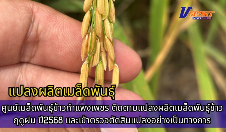 กำแพงเพชร-ศูนย์เมล็ดพันธุ์ข้าวกำแพงเพชร ติดตามแปลงผลิตเมล็ดพันธุ์ข้าว ฤดูฝน ปี2568 และเข้าตรวจตัดสินแปลงอย่างเป็นทางการ