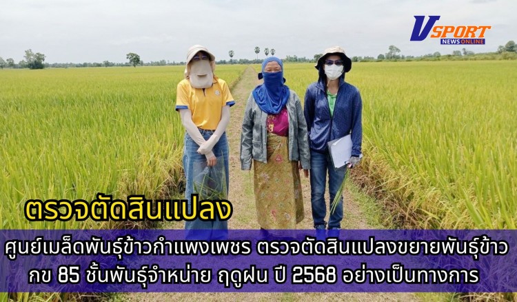 กำแพงเพชร-ศูนย์เมล็ดพันธุ์ข้าวกำแพงเพชร ตรวจตัดสินแปลงขยายพันธุ์ข้าว กข85 ชั้นพันธุ์จำหน่าย ฤดูฝน ปี2568 อย่างเป็นทางการ จำนวน 92 ไร่
