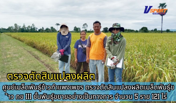 กำแพงเพชร-ศูนย์เมล็ดพันธุ์ข้าวกำแพงเพชร ตรวจตัดสินแปลงผลิตเมล็ดพันธุ์ข้าว กข 111 ชั้นพันธุ์ขยายอย่างเป็นทางการ จำนวน 5 ราย 121ไร่