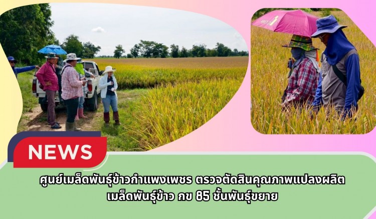 กำแพงเพชร-ศูนย์เมล็ดพันธุ์ข้าวกำแพงเพชร ตรวจตัดสินคุณภาพแปลงผลิตเมล็ดพันธุ์ข้าว กข 85 ชั้นพันธุ์ขยาย