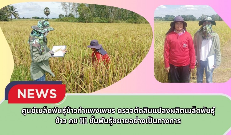 กำแพงเพชร-ศูนย์เมล็ดพันธุ์ข้าวกำแพงเพชร ตรวจตัดสินแปลงผลิตเมล็ดพันธุ์ข้าว กข 111 ชั้นพันธุ์ขยายอย่างเป็นทางการ