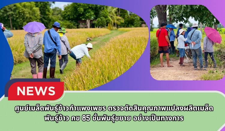 กำแพงเพชร-ศูนย์เมล็ดพันธุ์ข้าวกำแพงเพชร ตรวจตัดสินคุณภาพแปลงผลิตเมล็ดพันธุ์ข้าว กข 85 ชั้นพันธุ์ขยาย อย่างเป็นทางการ