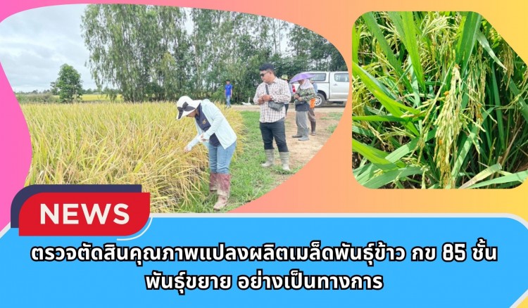กำแพงเพชร-ศูนย์เมล็ดพันธุ์ข้าวกำแพงเพชร ตรวจตัดสินคุณภาพแปลงผลิตเมล็ดพันธุ์ข้าว กข 85 ชั้นพันธุ์ขยาย อย่างเป็นทางการ