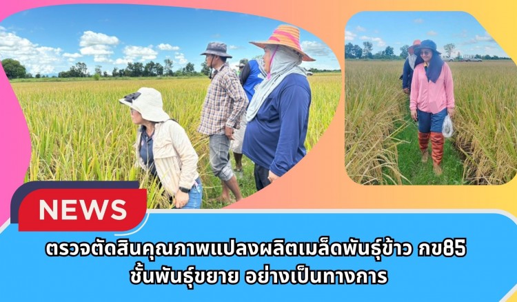 กำแพงเพชร-ศูนย์เมล็ดพันธุ์ข้าวกำแพงเพชร ตรวจตัดสินคุณภาพแปลงผลิตเมล็ดพันธุ์ข้าว กข85 ชั้นพันธุ์ขยาย อย่างเป็นทางการ