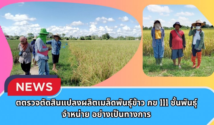 กำแพงเพชร-ศูนย์เมล็ดพันธุ์ข้าวกำแพงเพชร ตรวจตัดสินแปลงผลิตเมล็ดพันธุ์ข้าว กข 111 ชั้นพันธุ์จำหน่าย อย่างเป็นทางการ