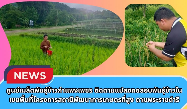 กำแพงเพชร-ศูนย์เมล็ดพันธุ์ข้าวกำแพงเพชร ติดตามแปลงทดสอบพันธุ์ข้าวในเขตพื้นที่โครงการสถานีพัฒนาการเกษตรที่สูง ตามพระราชดำริ