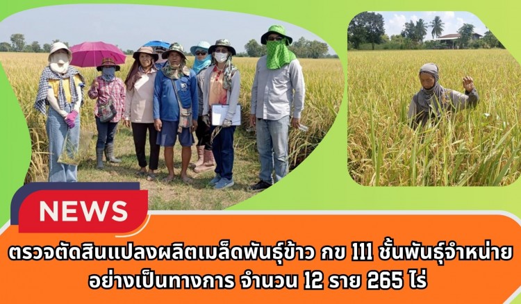 กำแพงเพชร-ศูนย์เมล็ดพันธุ์ข้าวกำแพงเพชร ตรวจตัดสินแปลงผลิตเมล็ดพันธุ์ข้าว กข 111 ชั้นพันธุ์จำหน่าย อย่างเป็นทางการ จำนวน 12 ราย 265 ไร่