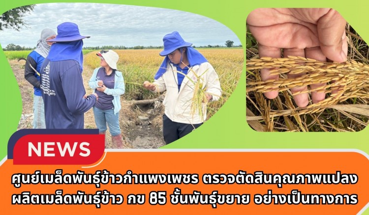 กำแพงเพชร-ศูนย์เมล็ดพันธุ์ข้าวกำแพงเพชร ตรวจตัดสินคุณภาพแปลงผลิตเมล็ดพันธุ์ข้าว กข 85 ชั้นพันธุ์ขยาย อย่างเป็นทางการ
