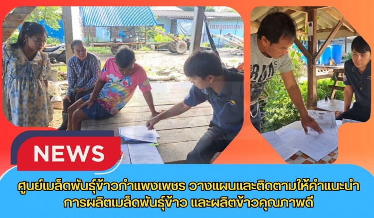 กำแพงเพชร-ศูนย์เมล็ดพันธุ์ข้าวกำแพงเพชร วางแผนและติดตามให้คำแนะนำการผลิตเมล็ดพันธุ์ข้าว และผลิตข้าวคุณภาพดี