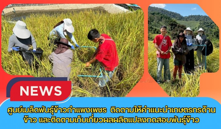 กำแพงเพชร-ศูนย์เมล็ดพันธุ์ข้าวกำแพงเพชร ติดตามให้คำแนะนำเกษตรกรด้านข้าว และติดตามเก็บเกี่ยวผลผลิตแปลงทดสอบพันธุ์ข้าว