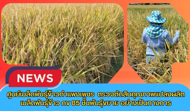 กำแพงเพชร-ศูนย์เมล็ดพันธุ์ข้าวกำแพงเพชร ตรวจตัดสินคุณภาพแปลงผลิตเมล็ดพันธุ์ข้าว กข 85 ชั้นพันธุ์ขยาย อย่างเป็นทางการ
