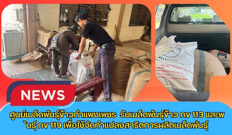 กำแพงเพชร-ศูนย์เมล็ดพันธุ์ข้าวกำแพงเพชร รับเมล็ดพันธุ์ข้าว กข113 และพันธุ์ กข119 เพื่อใช้จัดทำแปลงสาธิตการผลิตเมล็ดพันธุ์