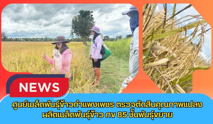 กำแพงเพชร-ศูนย์เมล็ดพันธุ์ข้าวกำแพงเพชร ตรวจตัดสินคุณภาพแปลงผลิตเมล็ดพันธุ์ข้าว กข 85 ชั้นพันธุ์ขยาย