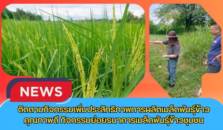กำแพงเพชร-ศูนย์เมล็ดพันธุ์ข้าวกำแพงเพชร ติดตามกิจกรรมเพิ่มประสิทธิภาพการผลิตเมล็ดพันธุ์ข้าวคุณภาพดี กิจกรรมย่อยธนาคารเมล็ดพันธุ์ข้าวชุมชน