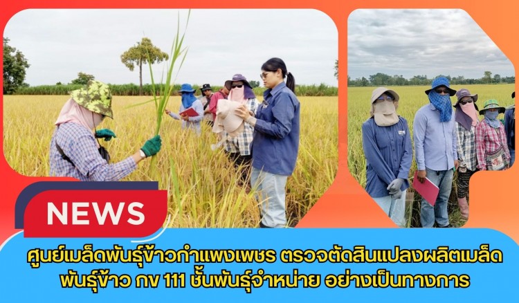 กำแพงเพชร-ศูนย์เมล็ดพันธุ์ข้าวกำแพงเพชร ตรวจตัดสินแปลงผลิตเมล็ดพันธุ์ข้าว กข 111 ชั้นพันธุ์จำหน่าย อย่างเป็นทางการ