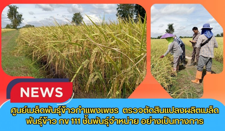 กำแพงเพชร-ศูนย์เมล็ดพันธุ์ข้าวกำแพงเพชร ตรวจตัดสินแปลงผลิตเมล็ดพันธุ์ข้าว กข 111 ชั้นพันธุ์จำหน่าย อย่างเป็นทางการ