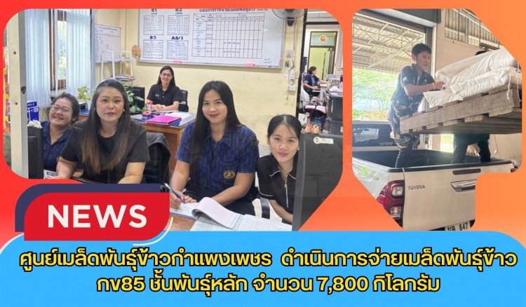 กำแพงเพชร-ศูนย์เมล็ดพันธุ์ข้าวกำแพงเพชร ดำเนินการจ่ายเมล็ดพันธุ์ข้าว กข85 ชั้นพันธุ์หลัก จำนวน 7,800 กิโลกรัม