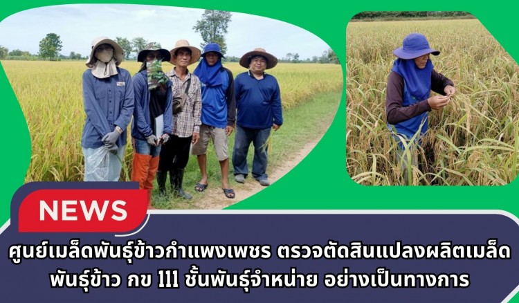 กำแพงเพชร-ศูนย์เมล็ดพันธุ์ข้าวกำแพงเพชร ตรวจตัดสินแปลงผลิตเมล็ดพันธุ์ข้าว กข 111 ชั้นพันธุ์จำหน่าย อย่างเป็นทางการ