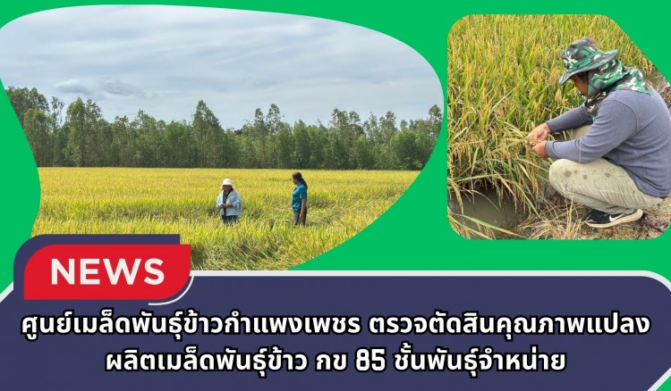 กำแพงเพชร-ศูนย์เมล็ดพันธุ์ข้าวกำแพงเพชร ตรวจตัดสินคุณภาพแปลงผลิตเมล็ดพันธุ์ข้าว กข 85 ชั้นพันธุ์จำหน่าย