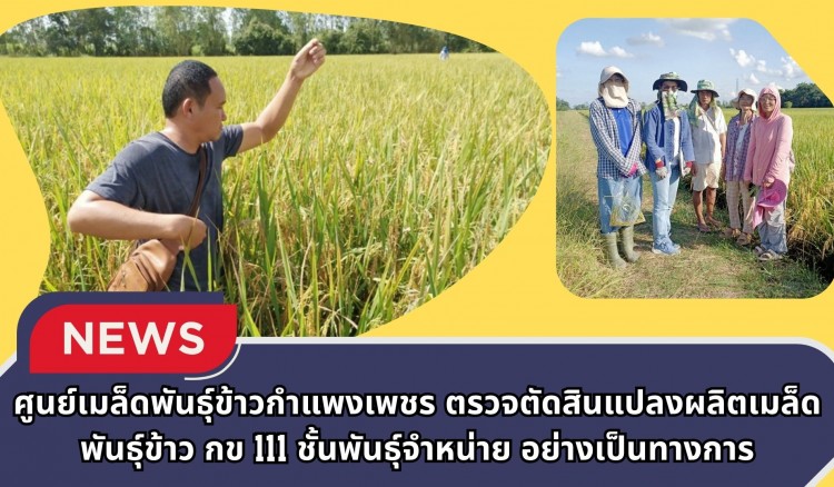 กำแพงเพชร-ศูนย์เมล็ดพันธุ์ข้าวกำแพงเพชร ตรวจตัดสินแปลงผลิตเมล็ดพันธุ์ข้าว กข 111 ชั้นพันธุ์จำหน่าย อย่างเป็นทางการ