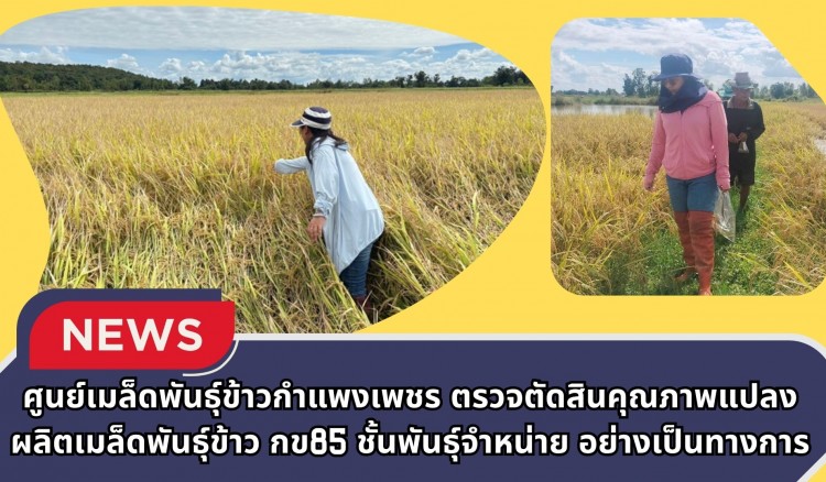 กำแพงเพชร-ศูนย์เมล็ดพันธุ์ข้าวกำแพงเพชร ตรวจตัดสินคุณภาพแปลงผลิตเมล็ดพันธุ์ข้าว กข 85 ชั้นพันธุ์จำหน่าย อย่างเป็นทางการ