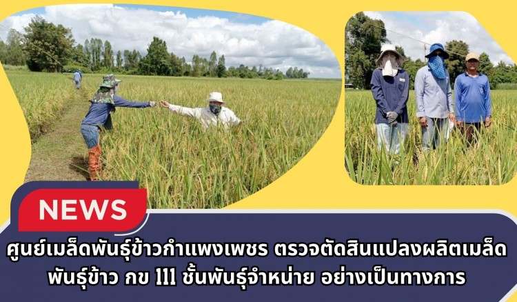 กำแพงเพชร-ศูนย์เมล็ดพันธุ์ข้าวกำแพงเพชร ตรวจตัดสินแปลงผลิตเมล็ดพันธุ์ข้าว กข 111 ชั้นพันธุ์จำหน่าย อย่างเป็นทางการ