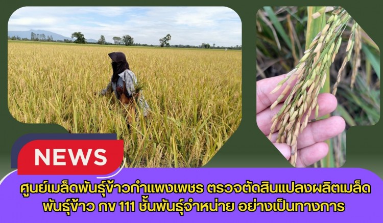 กำแพงเพชร-ศูนย์เมล็ดพันธุ์ข้าวกำแพงเพชร ตรวจตัดสินแปลงผลิตเมล็ดพันธุ์ข้าว กข 111 ชั้นพันธุ์จำหน่าย อย่างเป็นทางการ