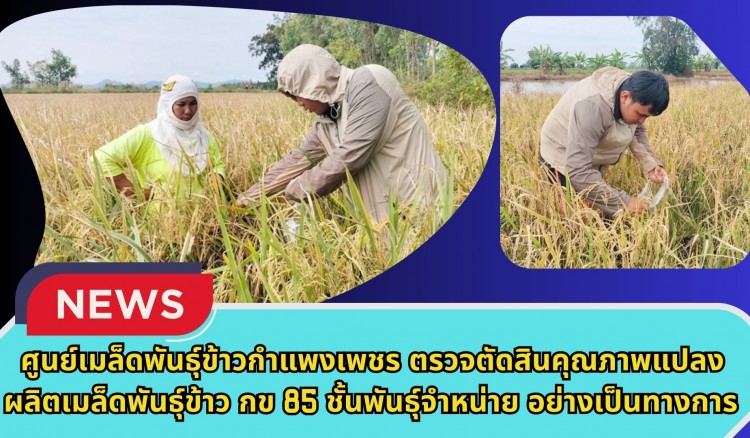 กำแพงเพชร-ศูนย์เมล็ดพันธุ์ข้าวกำแพงเพชร ตรวจตัดสินคุณภาพแปลงผลิตเมล็ดพันธุ์ข้าว กข 85 ชั้นพันธุ์จำหน่าย อย่างเป็นทางการ