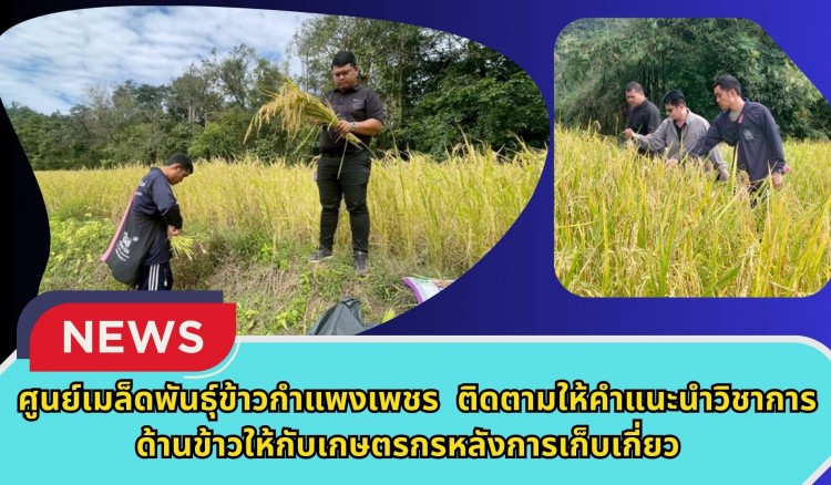 กำแพงเพชร-ศูนย์เมล็ดพันธุ์ข้าวกำแพงเพชร ติดตามให้คำแนะนำวิชาการด้านข้าวให้กับเกษตรกรหลังการเก็บเกี่ยว