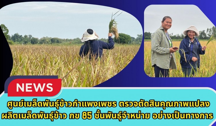 กำแพงเพชร-ศูนย์เมล็ดพันธุ์ข้าวกำแพงเพชร ตรวจตัดสินคุณภาพแปลงผลิตเมล็ดพันธุ์ข้าว กข 85 ชั้นพันธุ์จำหน่าย อย่างเป็นทางการ