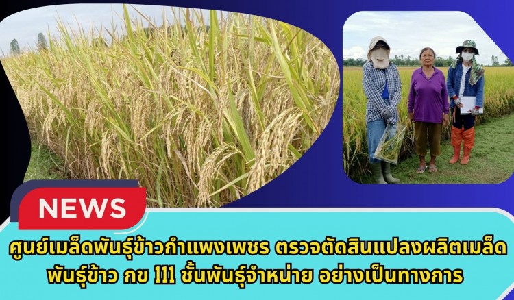 กำแพงเพชร-ศูนย์เมล็ดพันธุ์ข้าวกำแพงเพชร ตรวจตัดสินแปลงผลิตเมล็ดพันธุ์ข้าว กข 111 ชั้นพันธุ์จำหน่าย อย่างเป็นทางการ