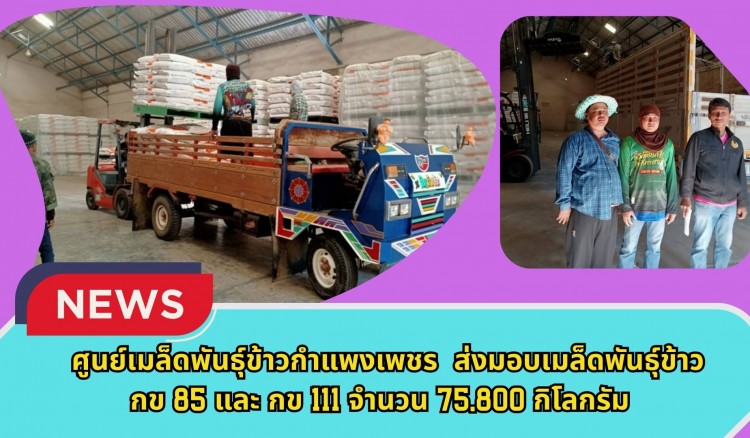 กำแพงเพชร-ศูนย์เมล็ดพันธุ์ข้าวกำแพงเพชร ส่งมอบเมล็ดพันธุ์ข้าว กข85 และ กข111 จำนวน 75,800 กิโลกรัม