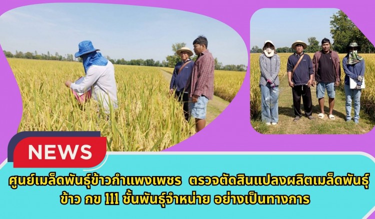 กำแพงเพชร-ศูนย์เมล็ดพันธุ์ข้าวกำแพงเพชร ตรวจตัดสินแปลงผลิตเมล็ดพันธุ์ข้าว กข 111 ชั้นพันธุ์จำหน่าย อย่างเป็นทางการ