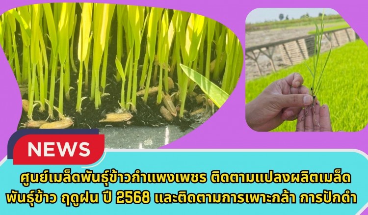 กำแพงเพชร-ศูนย์เมล็ดพันธุ์ข้าวกำแพงเพชร ติดตามแปลงผลิตเมล็ดพันธุ์ข้าว ฤดูฝน ปี2568 และติดตามการเพาะกล้า การปักดำแปลงผลิตเมล็ดพันธุ์ข้าว กข85 ฤดูแล้ง ปี2569