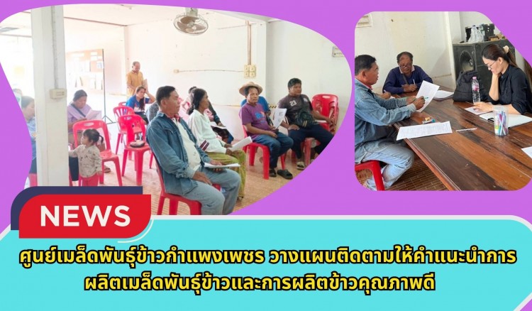 กำแพงเพชร-ศูนย์เมล็ดพันธุ์ข้าวกำแพงเพชร วางแผนติดตามให้คำแนะนำการผลิตเมล็ดพันธุ์ข้าวและการผลิตข้าวคุณภาพดี