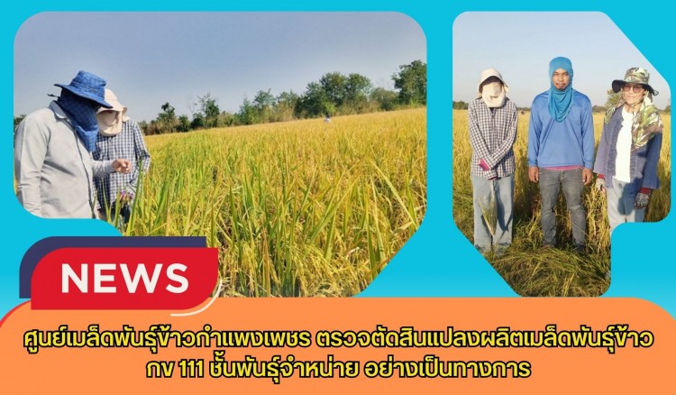 กำแพงเพชร-ศูนย์เมล็ดพันธุ์ข้าวกำแพงเพชร ตรวจตัดสินแปลงผลิตเมล็ดพันธุ์ข้าว กข 111 ชั้นพันธุ์จำหน่าย อย่างเป็นทางการ