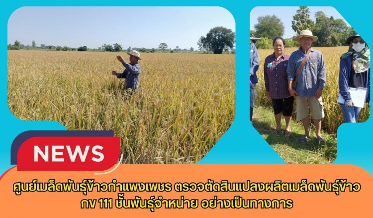 กำแพงเพชร-ศูนย์เมล็ดพันธุ์ข้าวกำแพงเพชร ตรวจตัดสินแปลงผลิตเมล็ดพันธุ์ข้าว กข 111 ชั้นพันธุ์จำหน่าย อย่างเป็นทางการ