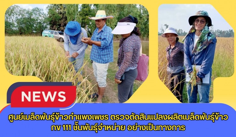 กำแพงเพชร-ศูนย์เมล็ดพันธุ์ข้าวกำแพงเพชร ตรวจตัดสินแปลงผลิตเมล็ดพันธุ์ข้าว กข 111 ชั้นพันธุ์จำหน่าย อย่างเป็นทางการ
