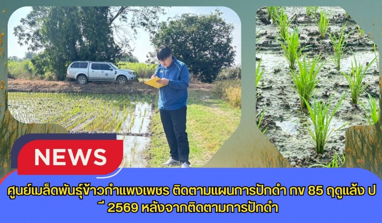 กำแพงเพชร-ศูนย์เมล็ดพันธุ์ข้าวกำแพงเพชร ติดตามแผนการปักดำ กข 85 ฤดูแล้ง ปี2569 หลังจากติดตามการปักดำ