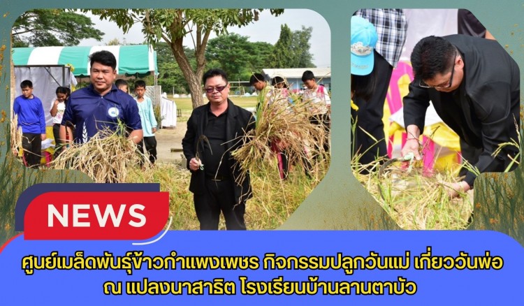 กำแพงเพชร-ศูนย์เมล็ดพันธุ์ข้าวกำแพงเพชร กิจกรรมปลูกวันแม่ เกี่ยววันพ่อ ณ แปลงนาสาธิต โรงเรียนบ้านลานตาบัว ณ ตำบล ประชาสุขสันต์ อำเภอลานกระบือ